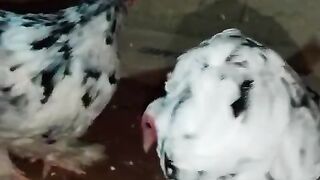 Kia kia chicken
