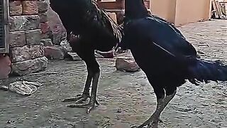 K ll cy chicken