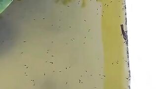 Mau larva lele hasil pemijahan sehat dan hasilnya banyak❗