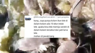 Apakah bisa induk lele mijah liar dikolam❗Apakah larva nya akan hidup❓