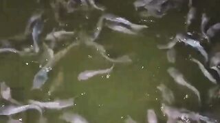 Bibit lele ukuran 7-9cm 1kg isi 120-150 ekor❗Seperti ini bibitnya