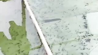 Ternyata ini salah satu FUNGSI daun pisang dikolam LARVA LELE