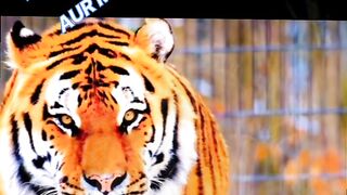 Pushpa raj 2 brand short febspot