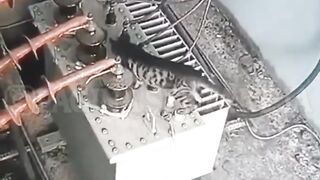 9 nyawa