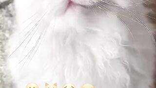 Lovey cat ❤