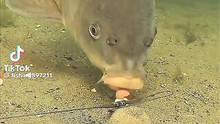 les poissons les plus intelligent