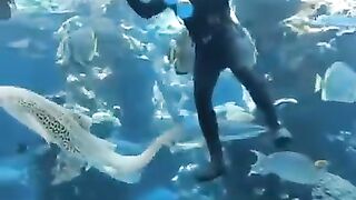 Diver gives a Zebra Shark some scritches