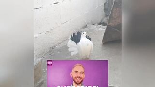 funcy pigeon