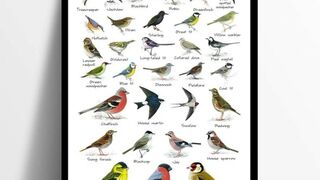 Beautiful bird...