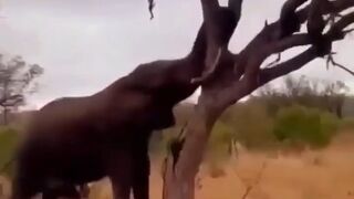 ELEPHANTS DESTROY TREES