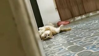 Teleportation cat ????????????????
