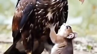 Kisah burung elang dan tikus