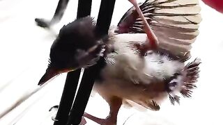 This woman rescued a baby bird giving it a loving