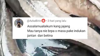 Berapa lama masa pakai indukan lele