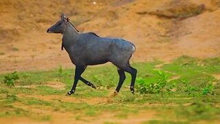 Blue bull (Neil gai)