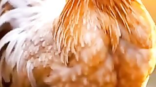 Animal_Fight_#shorts_#animals_#animalfight(240p). #fyp ##fypdongggggggg ##foryourpage