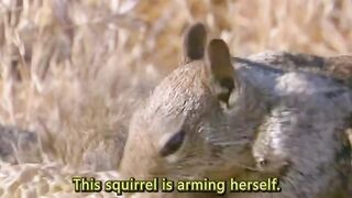 California ground squirrels have developed a clever defense against rattlesnakes