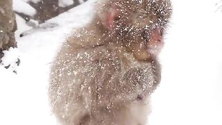 The Japanese macaques are also known as the snow monkeys