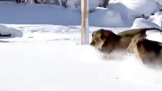 Lions at the Denver Zoo playing in the snow #Viral