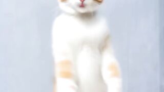 Funny cat dance