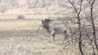 What do you think happened to this Lion?