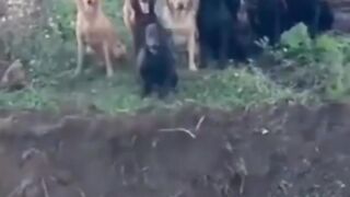 Funny Dogs