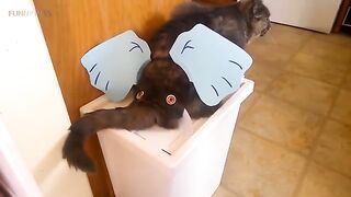 Funny Cats With Adorable Costumes
