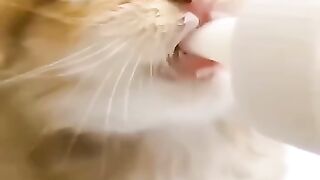 Cute Cat Drinking Milk