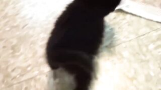 Funny Cat and Kittens
