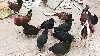 Hens vedios
