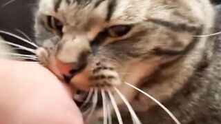 THIS is why cats bite their owners