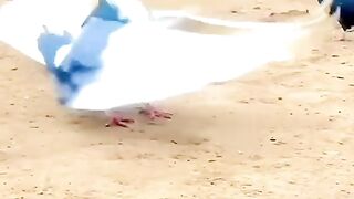 Animal jamp Amazing funny