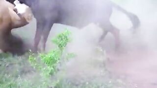 Tiger hunting
