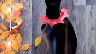 Beautiful cats walk