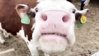 Funny Farm Animals! Funny Animal Videos