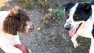 Two dogs are playing soccer.