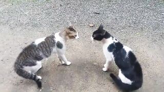 Cats Fighting with sound - Exclusive  (Play with full sound)