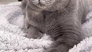 Cat or Boyfriend | #cat #funnycat