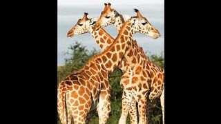 Beautiful ziraffe