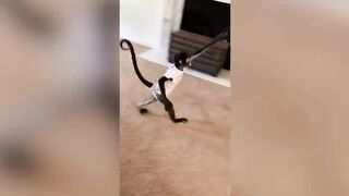 The BEST Cute and Funny Animal Videos of 2023! ????