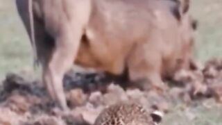 Amazing Animals Fight