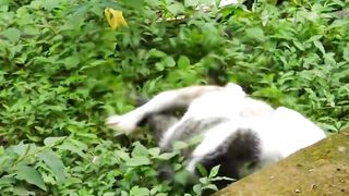Cat VS Cat _ Two Cats Fighting