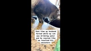 BEST CAT MEMES COMPILATION OF 2022 PART 1
