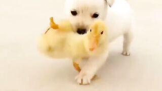 #pets#dog#cat#animals#birds#