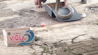 Snake attraction