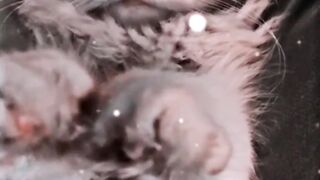 Beautiful cat