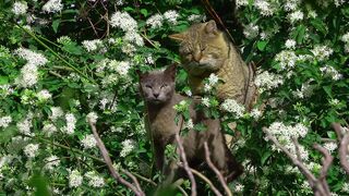You laugh, You lose ???? Funniest Animals ????