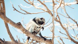 Funny Babby Monkey