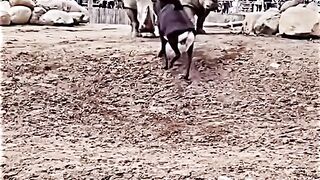 Goat fight