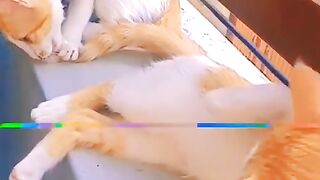 Viral cats